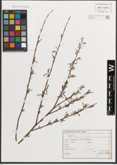 Foto von Salix L.
